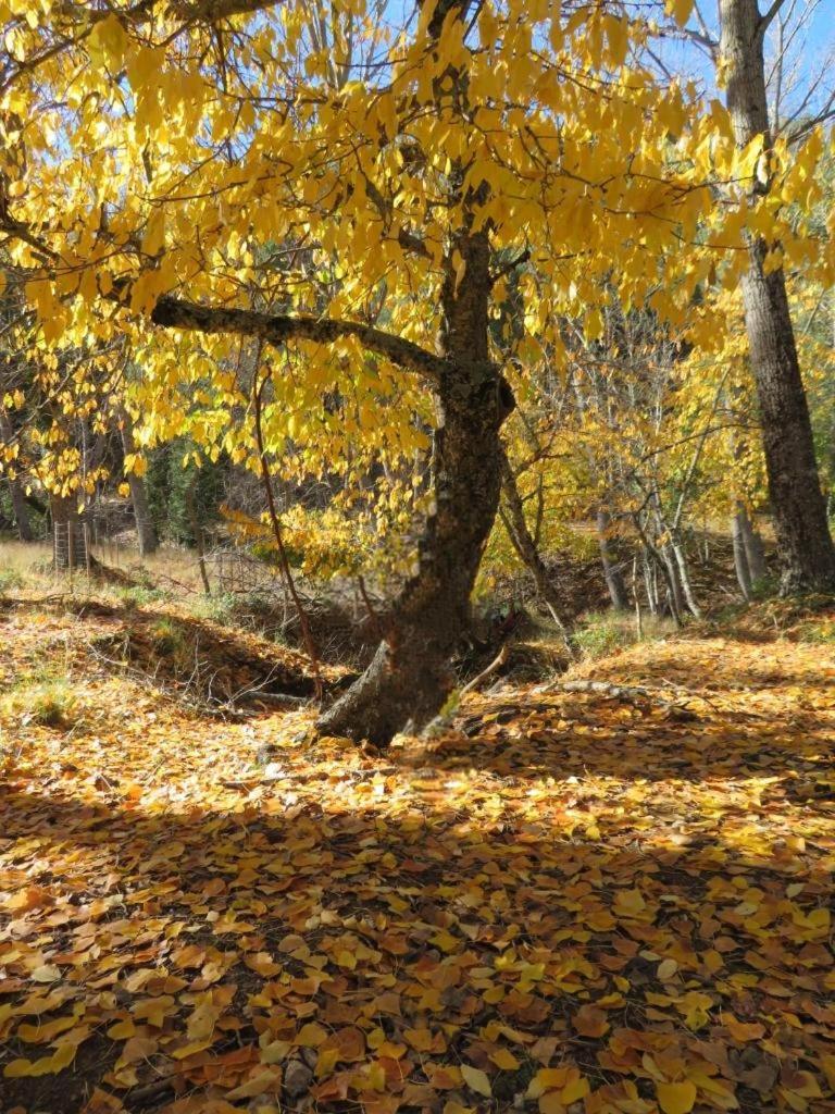 Yolanda Appartamento Cazorla